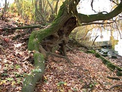 Stabiliser les berges de Croissy-sur-Seine